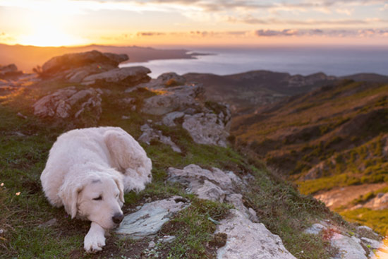 Ferienhaus Korsika mit Hund